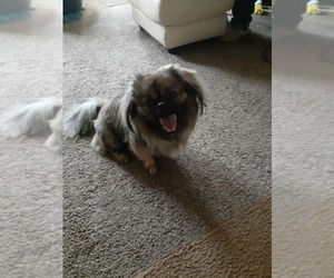 Pekingese-Shiba Inu Mix Puppy for sale in DETROIT, MI, USA