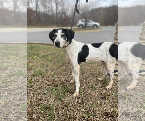 Medium Photo #1 Mutt Puppy For Sale in Low Moor, VA, USA