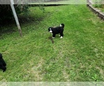 Small Photo #1 Bernedoodle Puppy For Sale in WALHALLA, ND, USA