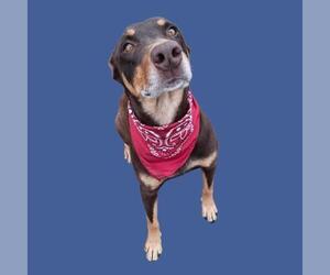 Australian Kelpie-Beauceron Mix Dogs for adoption in Bakersfield, CA, USA