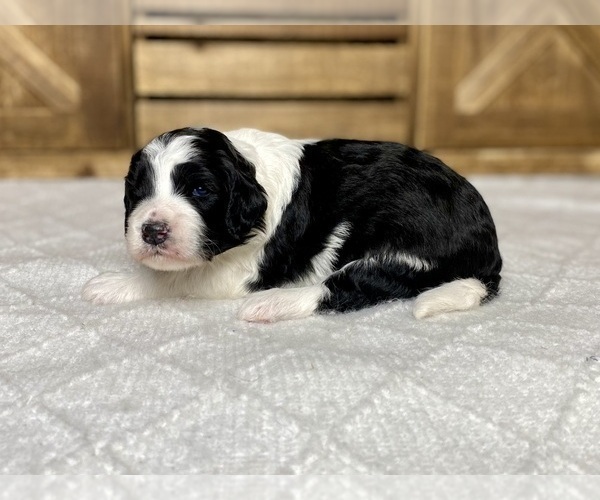 Medium Photo #4 Aussiedoodle Puppy For Sale in CONWAY, MO, USA