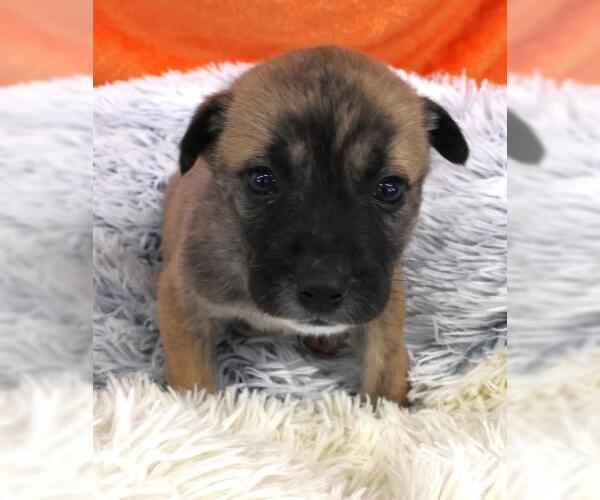 Medium Photo #1 Mutt Puppy For Sale in Thief River Falls, MN, USA