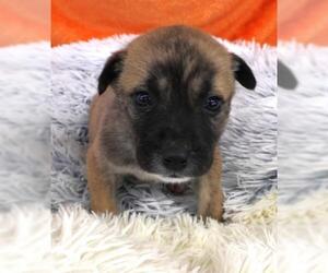 Mutt Dogs for adoption in Thief River Falls, MN, USA