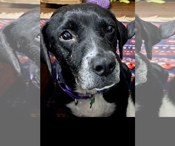 Medium Photo #2 Labrador Retriever-Unknown Mix Puppy For Sale in Royal Palm Beach, FL, USA