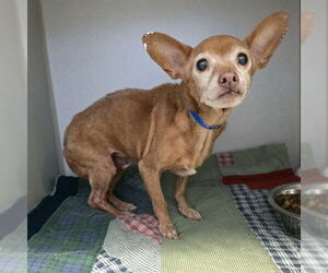 Chihuahua Dogs for adoption in Long Beach, CA, USA