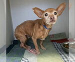 Small Chihuahua