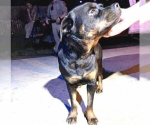 Rottweiler Dogs for adoption in Houston, TX, USA