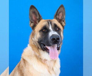 German Shepherd Dog-Saint Bernard Mix Dogs for adoption in Pasadena, CA, USA