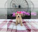 Puppy Macey Golden Retriever