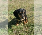 Small Photo #7 Dachshund Puppy For Sale in GUYTON, GA, USA