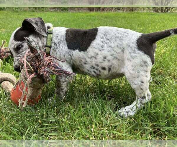 Medium Photo #2 Pointer-Unknown Mix Puppy For Sale in Bellingham, WA, USA