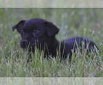 Small #1 Chihuahua