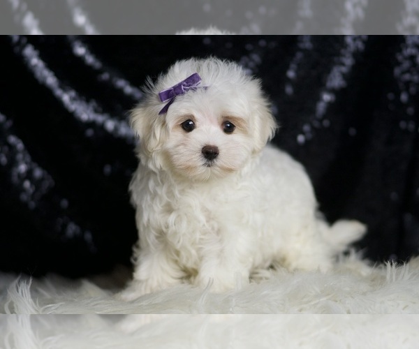 Medium Photo #5 Maltese Puppy For Sale in WARSAW, IN, USA
