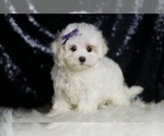 Small #4 Maltese