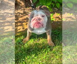 Small #2 Bulldog