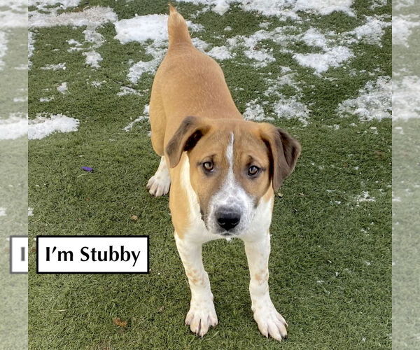 Medium Photo #11 Retriever -Unknown Mix Puppy For Sale in GILBERTS, IL, USA