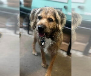 Briard-Unknown Mix Dogs for adoption in Oakhurst, NJ, USA