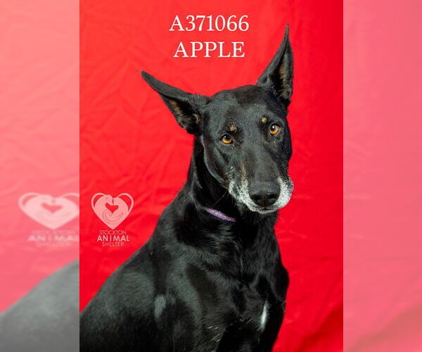 Medium Photo #2 Doberman Pinscher Puppy For Sale in Stockton, CA, USA