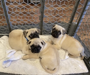 Pug Puppy for sale in SOMERSET, KY, USA