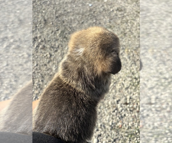 Medium Photo #5 Pembroke Welsh Corgi Puppy For Sale in OAKLEY, CA, USA