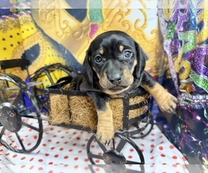 Dachshund Puppy for sale in CASSVILLE, MO, USA