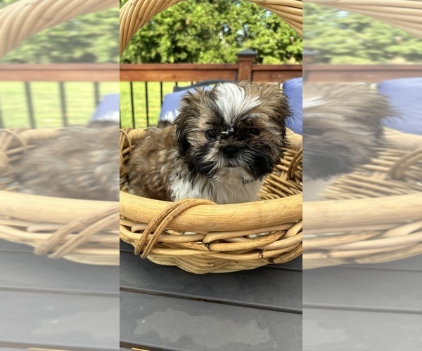 Medium Photo #2 Shih Tzu Puppy For Sale in GREENFIELD, IN, USA