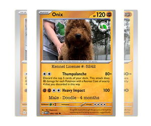 Golden Retriever Dogs for adoption in Stroudsburg, PA, USA