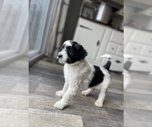 Aussiedoodle Puppy for sale in CRAWFORDSVILLE, IN, USA