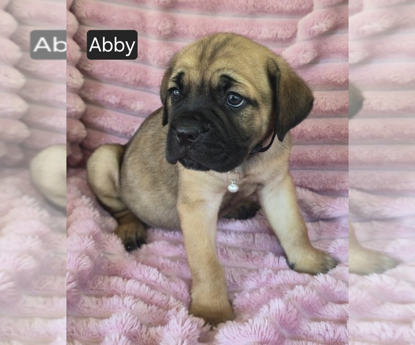 Medium Photo #4 Cane Corso Puppy For Sale in MINERAL WELLS, WV, USA