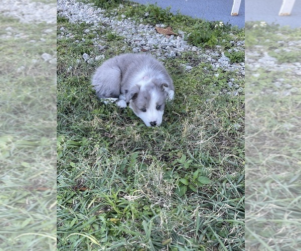 Medium Photo #3 Border Collie Puppy For Sale in SAINT CLOUD, FL, USA