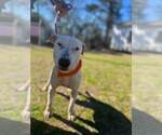 Small #3 Bull Terrier Mix