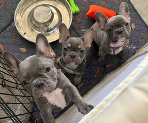 French Bulldog Litter for sale in HEMET, CA, USA
