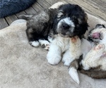 Puppy 2 Saint Berdoodle