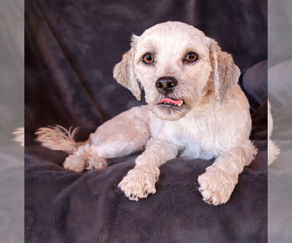 Medium Photo #4 Poovanese Puppy For Sale in Albuquerque, NM, USA