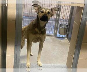 German Shepherd Dog Dogs for adoption in Orange, CA, USA