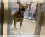HARIBO - Male German Shepherd Dog Dog for Adoption - Small photo