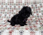Small #8 Shih-Poo