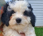 Small #15 Bernedoodle (Miniature)