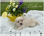 Small Photo #5 Maltipoo Puppy For Sale in NIANGUA, MO, USA