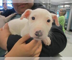 American Pit Bull Terrier-Bull Terrier Mix Dogs for adoption in Oklahoma City, OK, USA