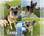 Vienna - Female German Shepherd Dog Dog for Adoption - Small photo