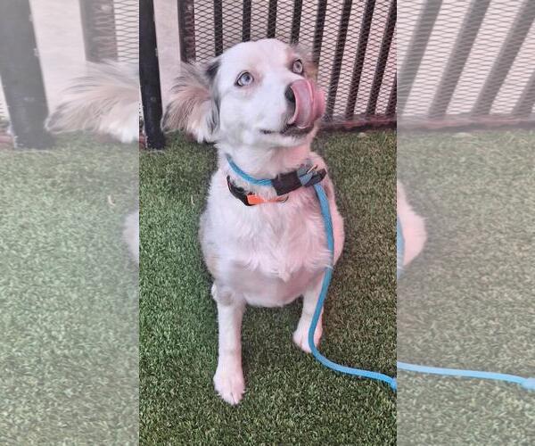 Medium Photo #4 Australian Shepherd-Unknown Mix Puppy For Sale in Rockwall, TX, USA