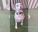 Small #3 Australian Shepherd Mix
