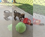 Small #1 Labrador Retriever Mix