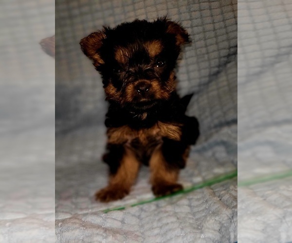 Medium Photo #38 Yorkshire Terrier Puppy For Sale in AKRON, OH, USA