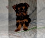 Small Photo #265 Yorkshire Terrier Puppy For Sale in AKRON, OH, USA