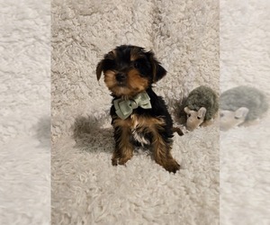 Yorkshire Terrier Puppy for sale in GRAND RAPIDS, MI, USA