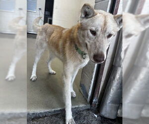 Medium Siberian Husky