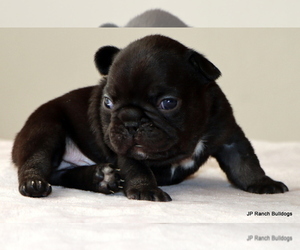 French Bulldog Puppy for Sale in WINNSBORO, Texas USA