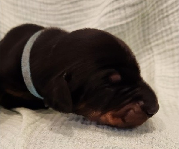Medium Photo #5 Doberman Pinscher Puppy For Sale in RIVERSIDE, CA, USA